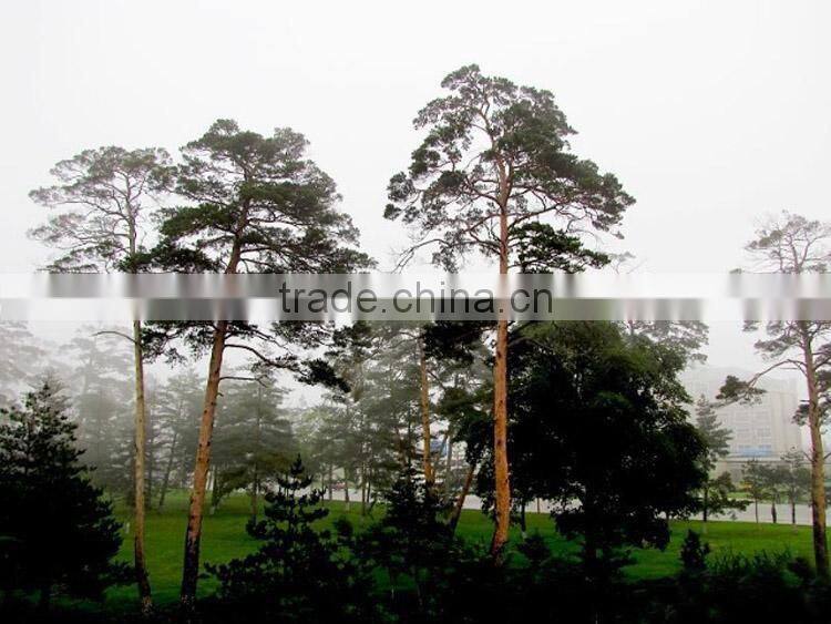 The outdoor decoration plant outdoor plants Changpai Scotch Pine seedling