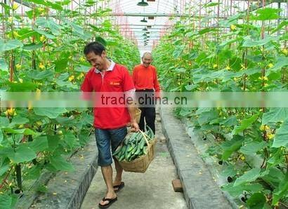 Good daylighting and UV resistance vegetables greenhouse,fruit greenhouse,fiberglass greenhouse