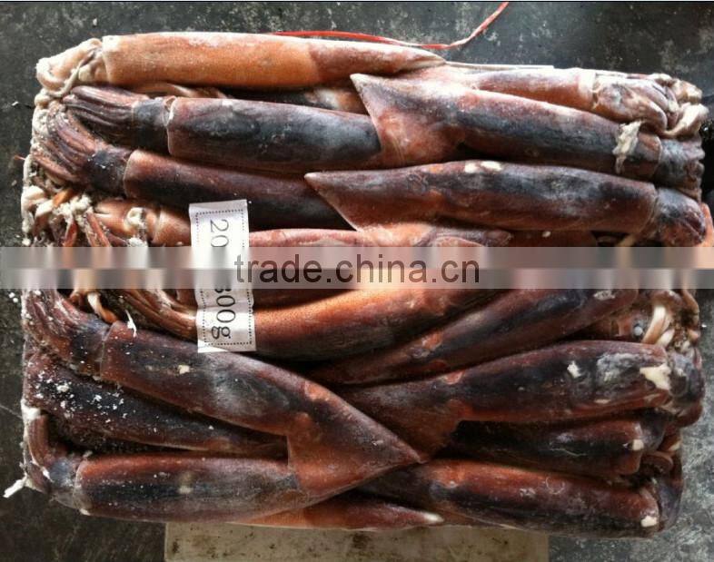 200-300g Frozen Illex Squid