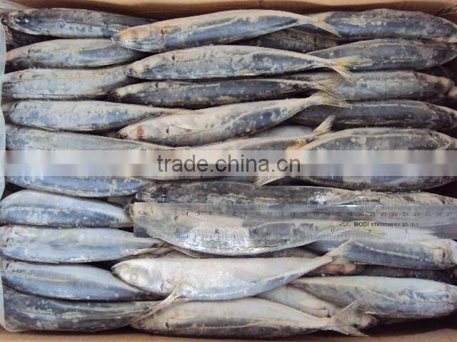 round scad(decapterus macarellus)