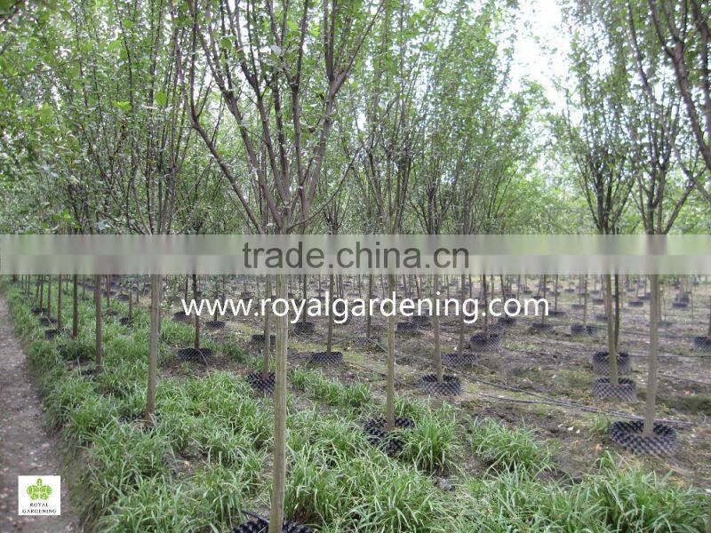 Prunus serrulata nursery
