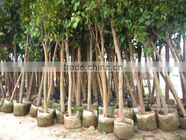 Ficus Religiosa landscaping project trees