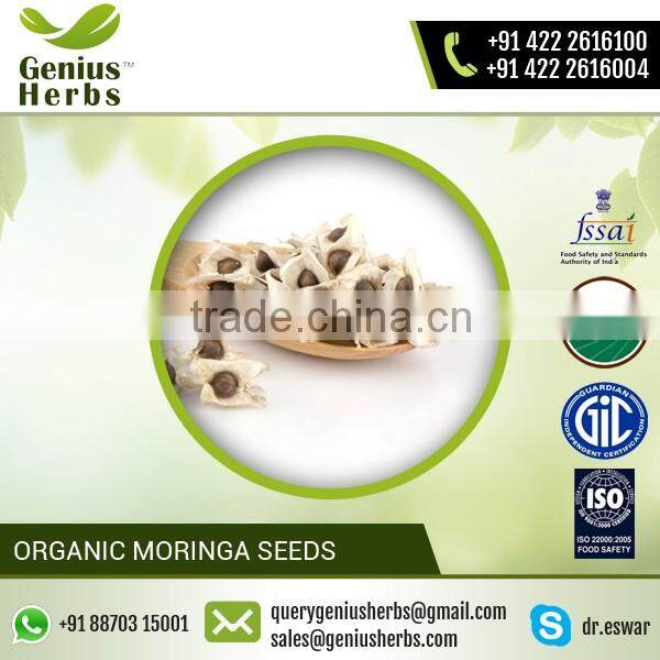 Gracefully Extracted Moringa Seed Supplied by Prominent Dealer