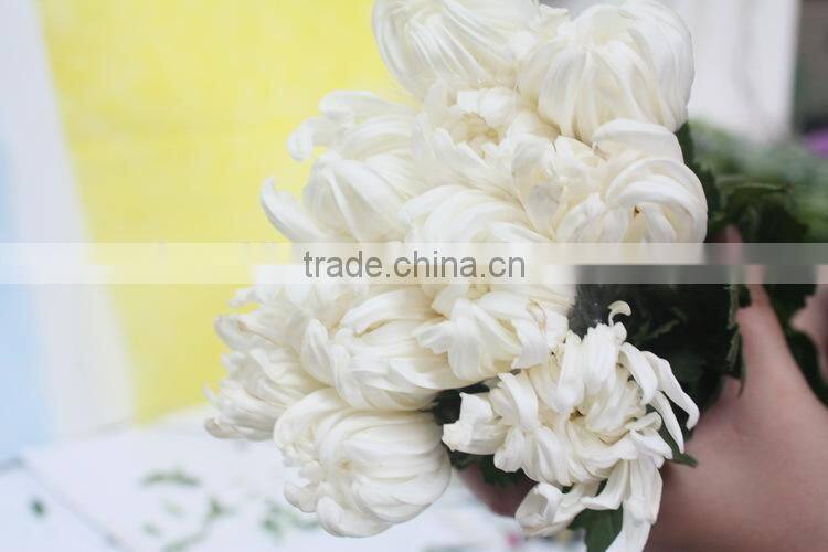 Alibaba china classical chrysanthemum cut flower