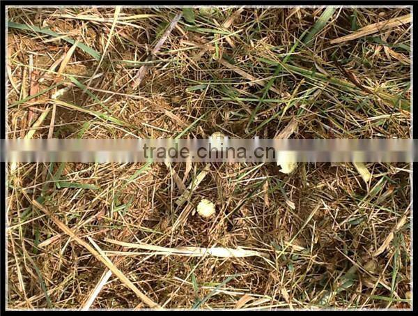 Small harvesting machine labor saving sugarcane harvester SH15 for whole stalk harvest