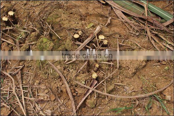 2016 new arrival mini loader SL1000 sugar cane loader for sale