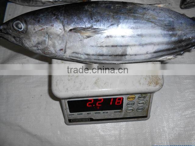 Skipjack Whole Round (frozen on board)