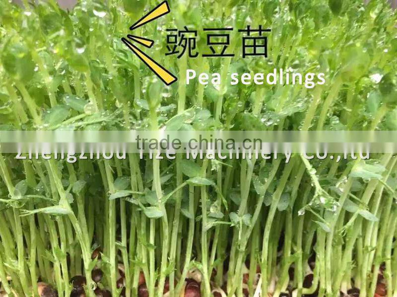 Millet grass fodder sprouting machine, automatic green animal hydroponic fodder making machine