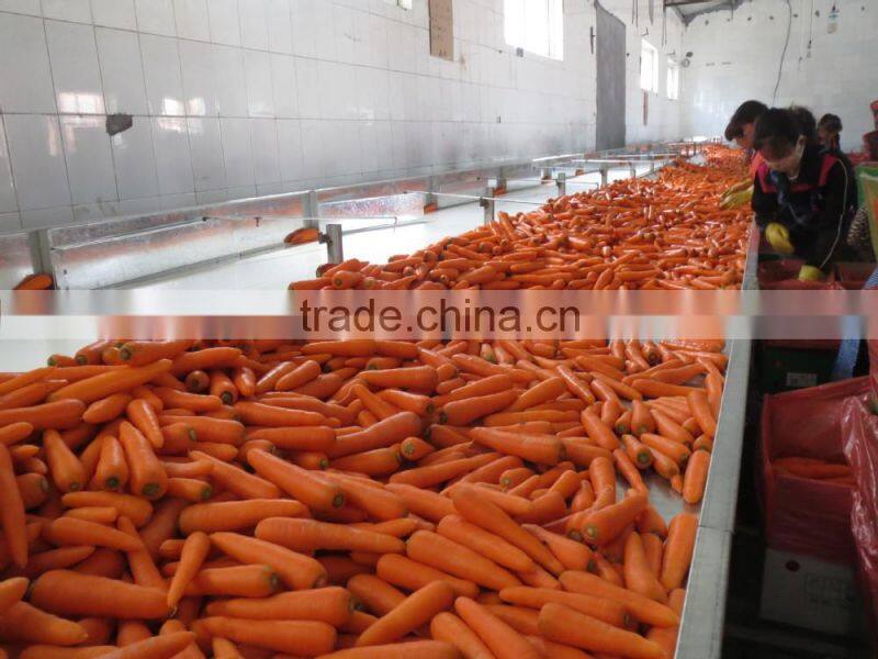 baby carrot fresh from Chinese carrot exporter