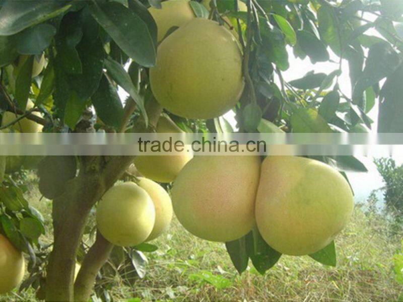 Professional fresh honey pomelo honey russia