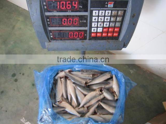 land frozen pacific mackerel headless