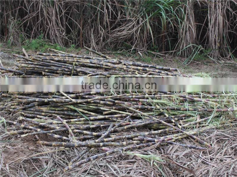 New technology sugarcane peeling machine 6BCT-5 sugarcane leaf peeling machine with low damage rate