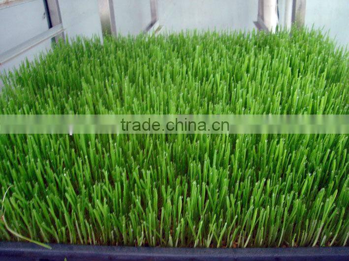 New Fashion Bean Seedling/Sunflower Shoots/Peanut sprout Machine