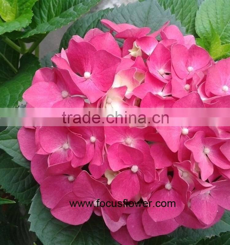 On Discount High Quality Natural Hydrangea With Competitive Price