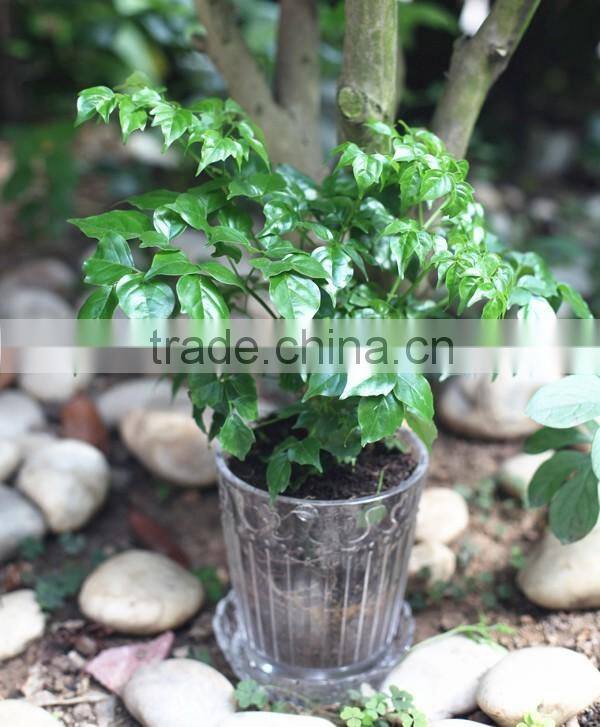 natural transparent decorative indoor flower pots with tray
