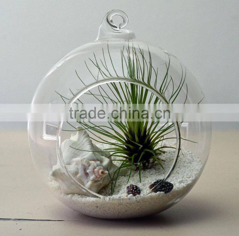 transparent bubble round shape Vase Flower Plant Water Container for Home Office