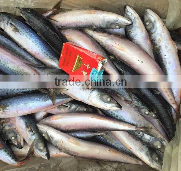 Whole Round Frozen Pacific Mackerel Prices fish