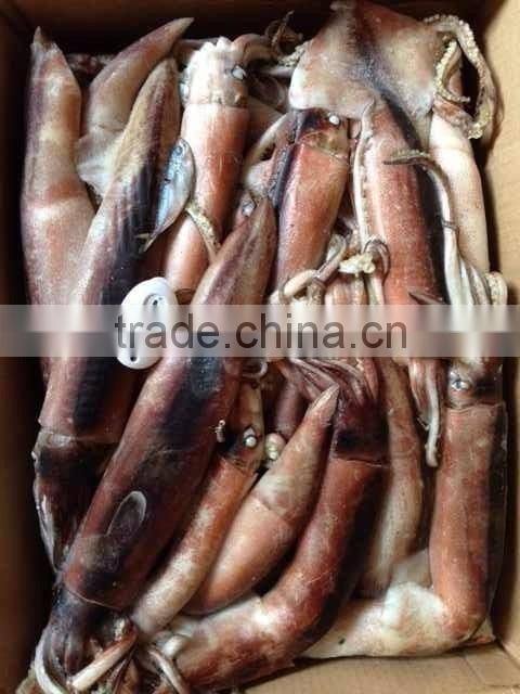 food supplies ,todarodes pacificus of 150-200g size