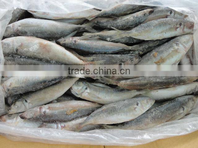 Frozen Sardine