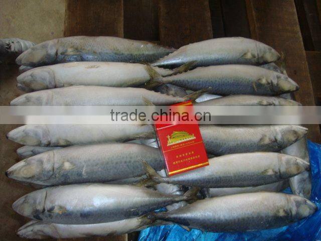 mackerel 500g up