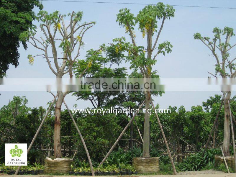 Cassia fistula big flower trees