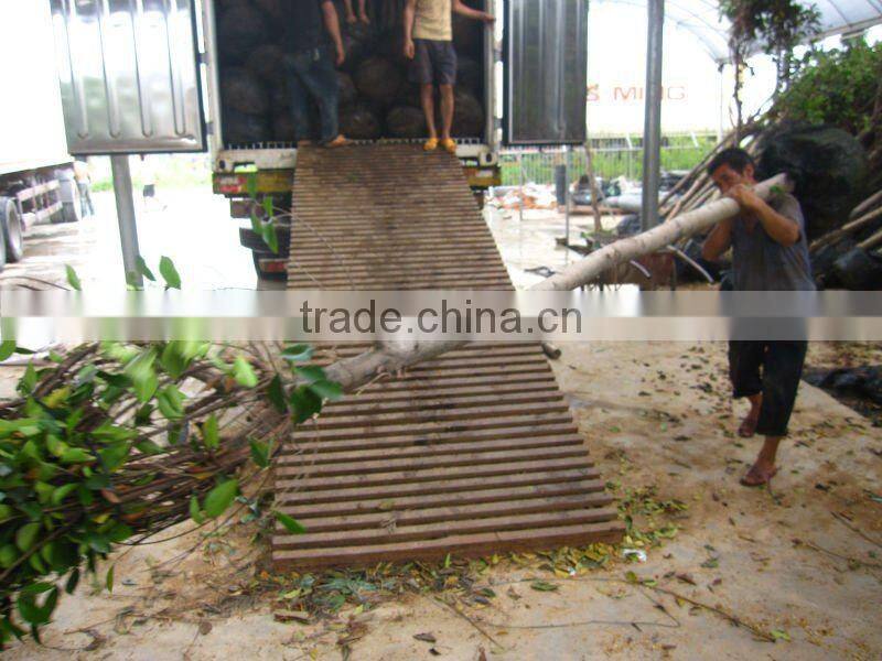 Ficus Nitida landscaping trees for outdoor