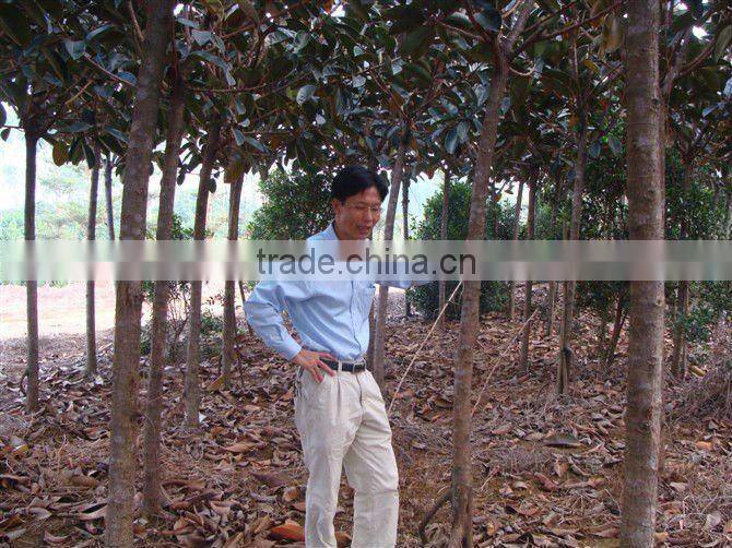 Ficus elastica landscaping trees