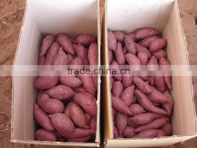 Fresh sweet Potatoes Best Quality competitive price From Vietnam