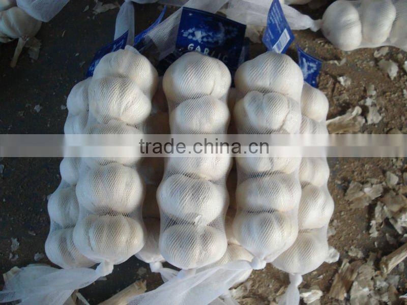 China pure white garlic