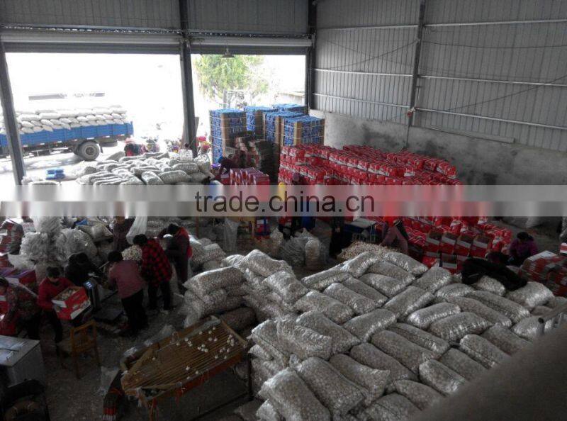 China Red Garlic Price Store Garlic
