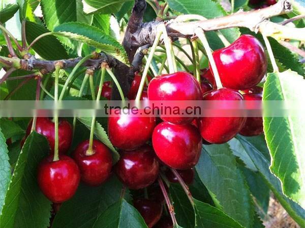 bagged 18 degree sugar content of china fresh cherries
