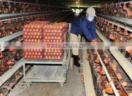 VIET NAM BROWN CHICKEN EGGS