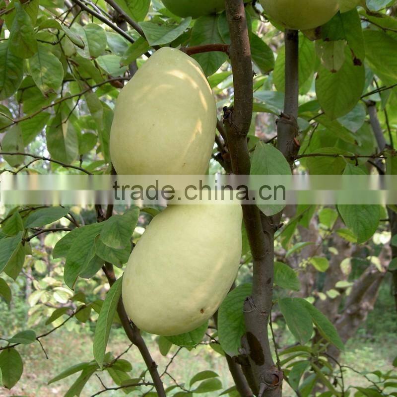 Papaya tree seedling