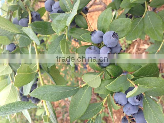 Japanese High Quality Blueberry Jam 150g