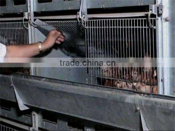 poultry cages TUV certicification hot dipped galvanized 20 years lifetime layer chicken cages with Auto water system