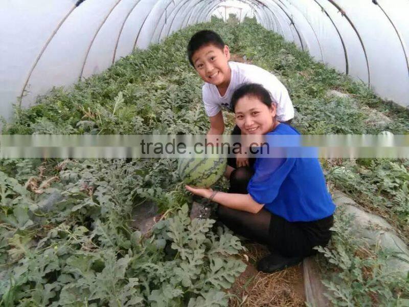 UV protect anti fog Transparent Co extruded PE Cover Film PE mulch film for watermelon greenhouse