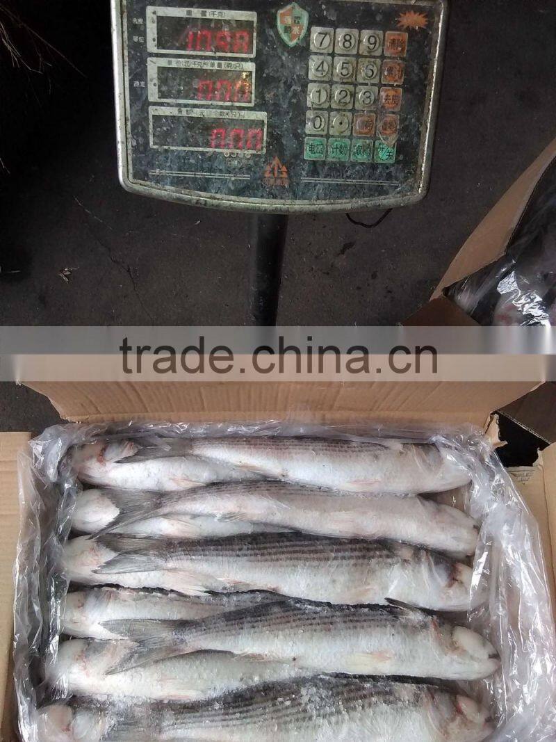 frozen food grey mullet frozen seafood
