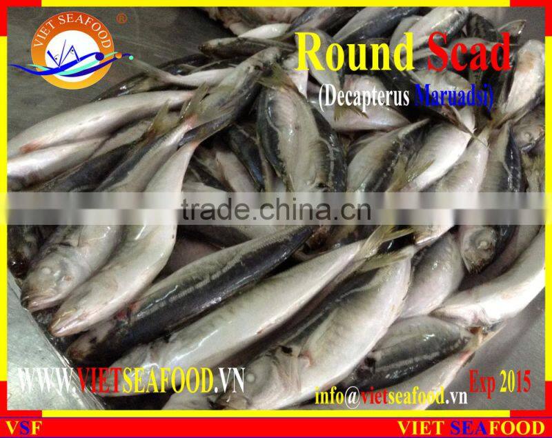 FROZEN MARUADSI WHOLE ROUND (ROUND SCAD)