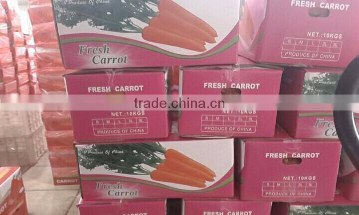 wholesale Chinese fresh carrots with high quality and good price
