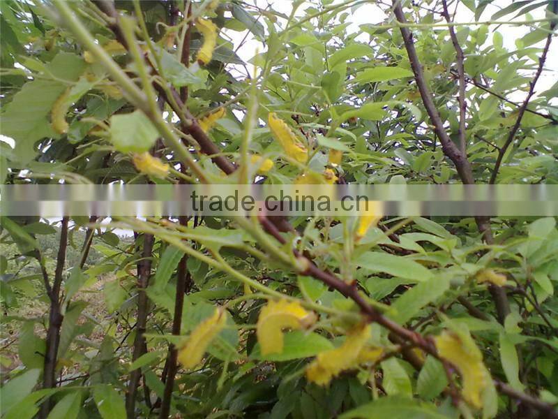 Good quality new arrival high density hand knotted pure handmade Chinese silk carpet