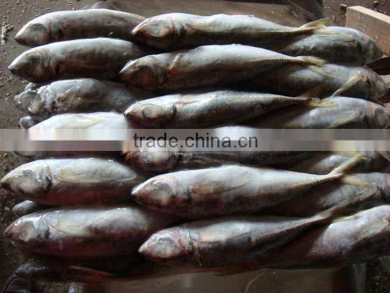horse mackerel fish from China