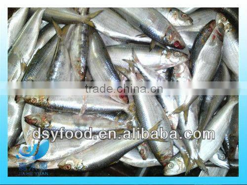 frozen fresh sardine