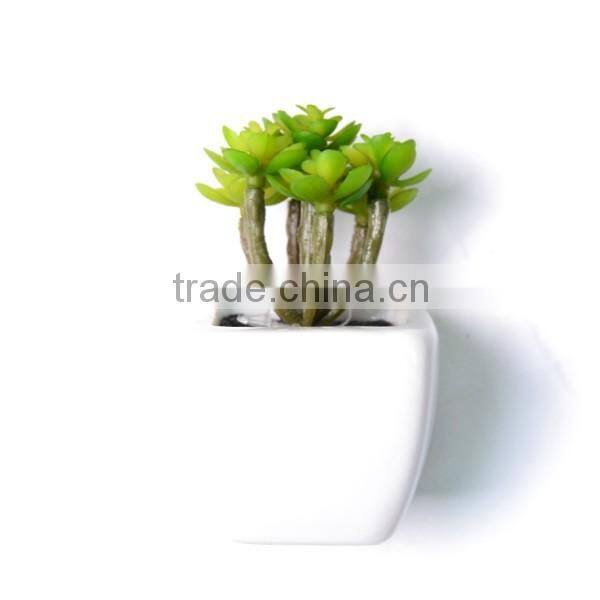 Artificial Potted Crassula Succulent Plant in ceramic vase