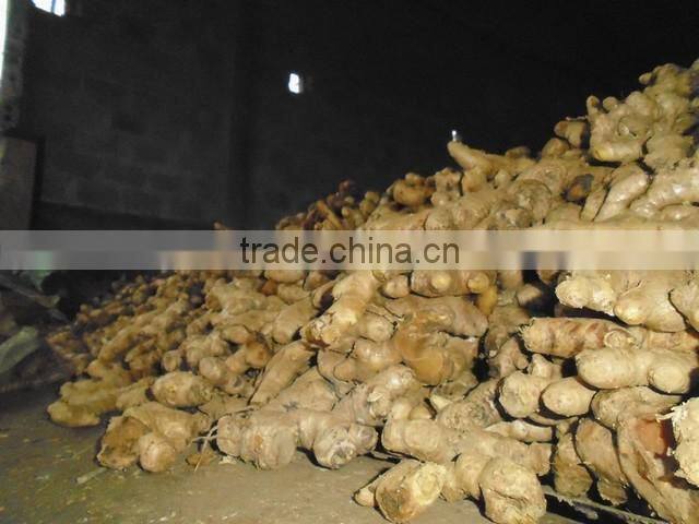 2013 Vietnamese Fresh Ginger