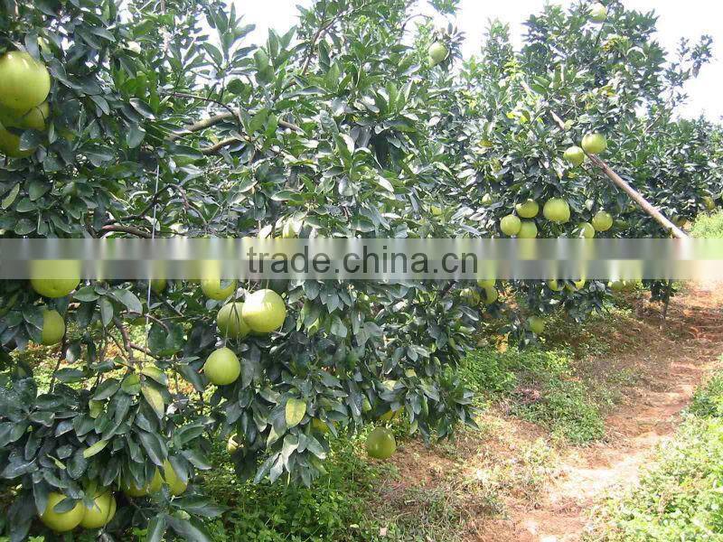 2015 fresh pomelo for sale