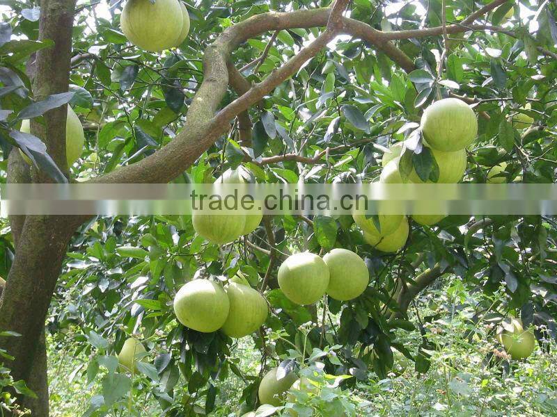 Fresh China's high quality pomelo