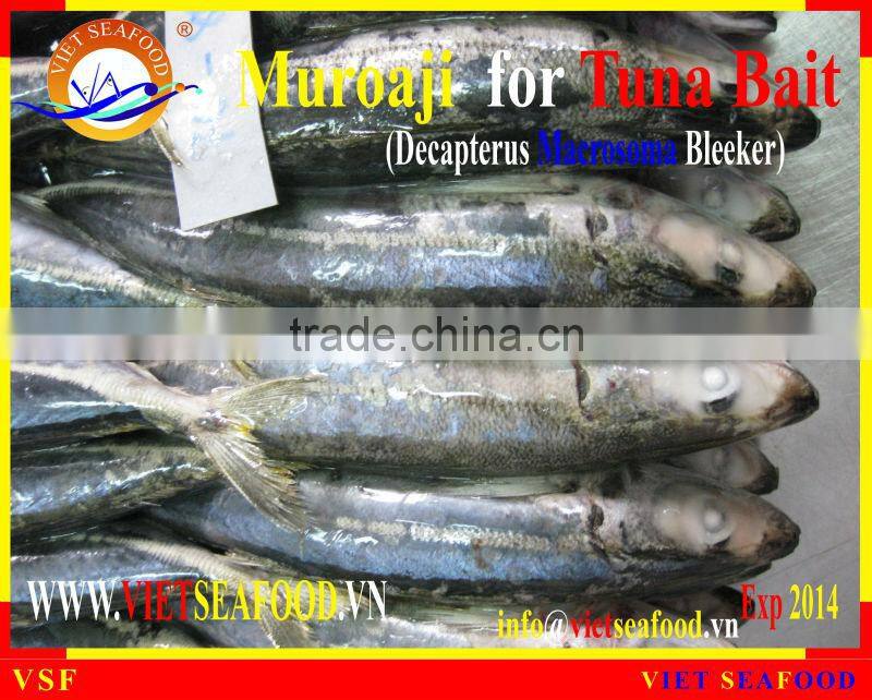 FROZEN W/R MUROAJI FOR TUNA BAIT