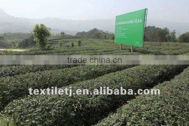 Organic Green Tea /hanzhongxianhao