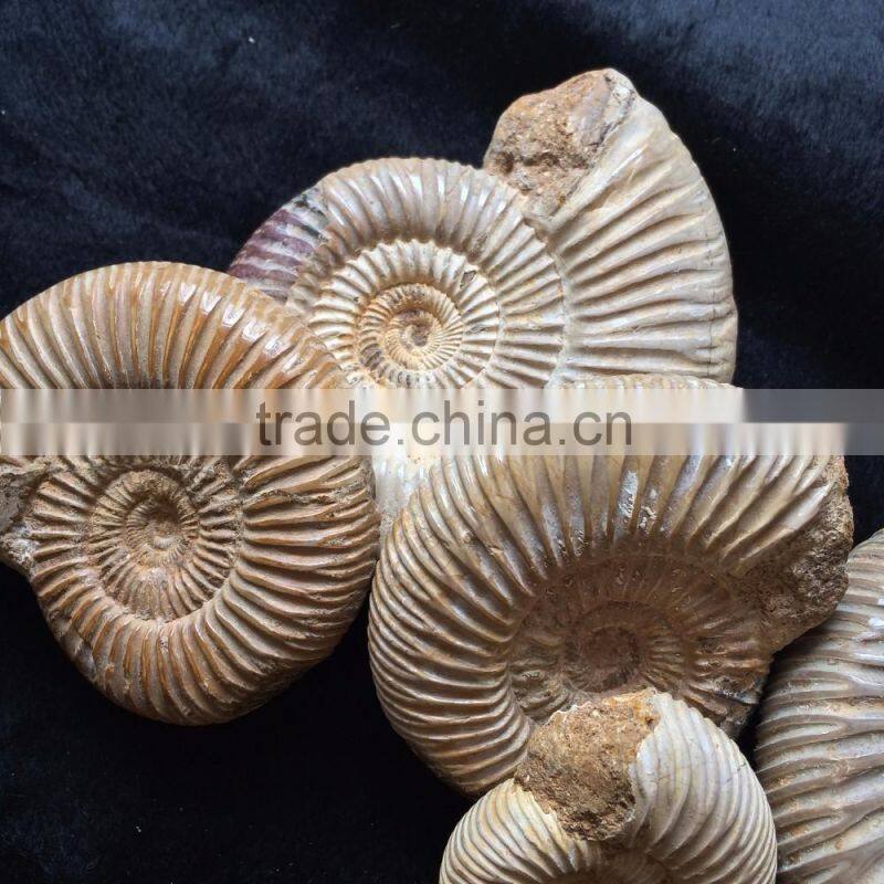Precious High Quality Natural Ammonite Fossil Snail For Sale Gift Ornaments
