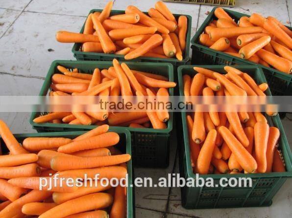 Fresh Fujian Carrot